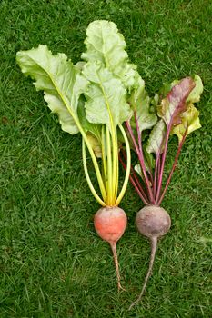 Orange and red beetroot - rainbow and standard variety with differing leaves - on green grass