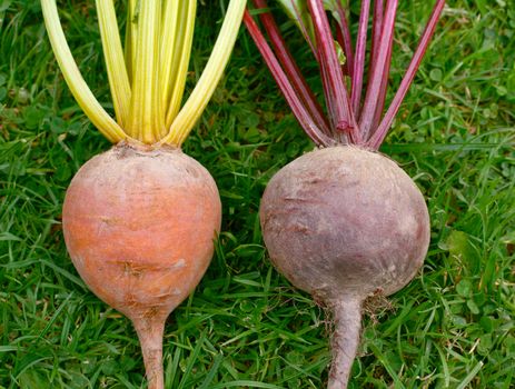 Close-up of rainbow and standard varieties of beetroot - with orange and deep red roots