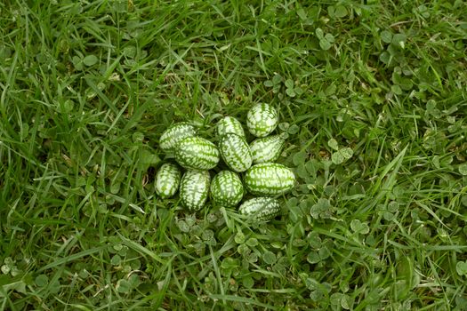 Handful of freshly picked cucamelons - also known as Mexican sour gherkins or pepquino - on green grass
