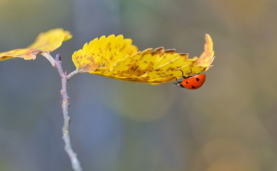 Ladybug on leaf in autumn time