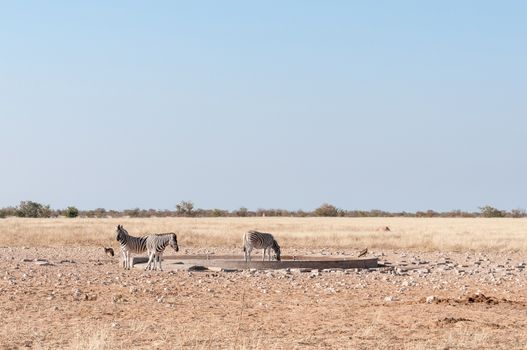 Three Burchells zebras, Equus quagga burchellii, a black backed jackal, Canis mesomelas and an eagle at a waterhole in Northern Namibia