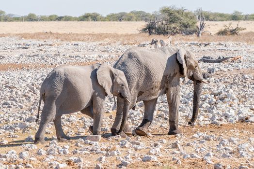 An african elphant cow and calf, Loxodonta africana, walking between calcrete rocks in Northern Namibia