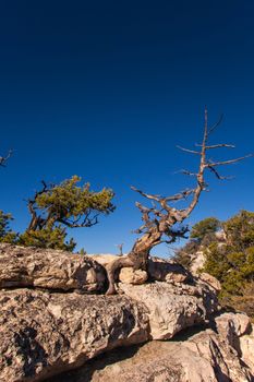 Dead tree on the North Rim Transept Trail bear Bright Angel Point.