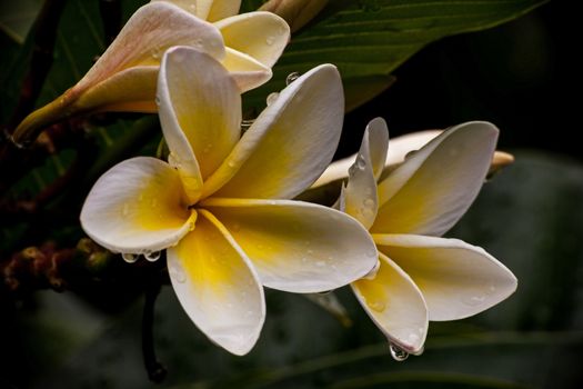 Macro image of Frangipani flowers