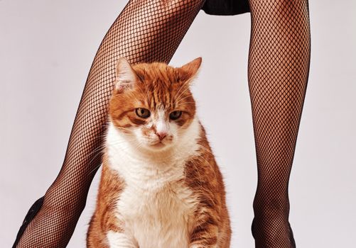 slender woman legs and ginger cat