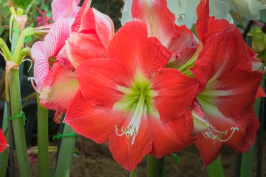 The background image of the colorful flowers, background nature