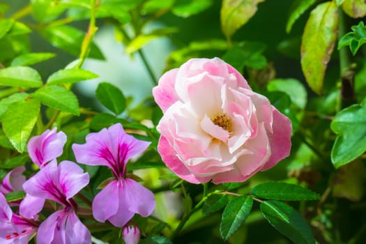 The background image of the colorful flowers, background nature