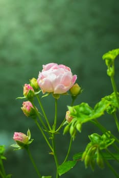 The background image of the colorful flowers, background nature