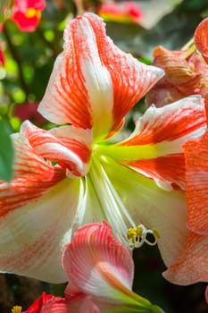 The background image of the colorful flowers, background nature