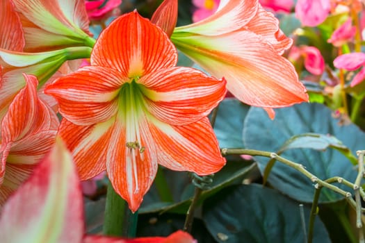 The background image of the colorful flowers, background nature