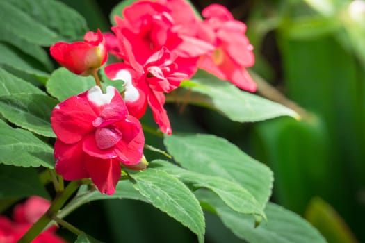 The background image of the colorful flowers, background nature