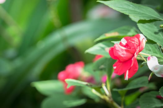 The background image of the colorful flowers, background nature