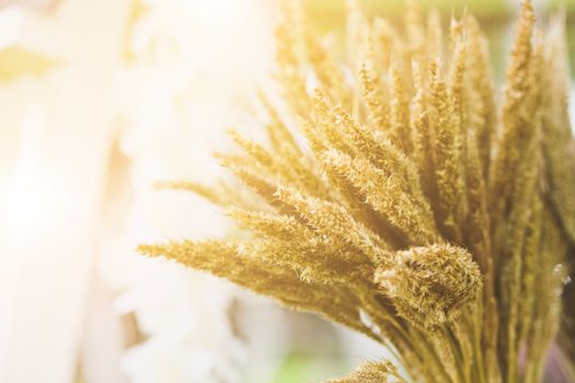 A flower of weed grass with sun light
