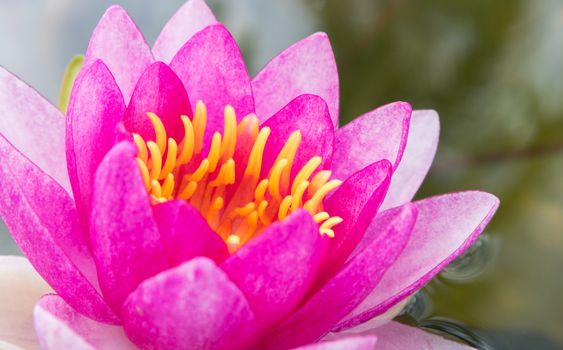 Closeup sweet pink lotus flower on the pond with light of sun