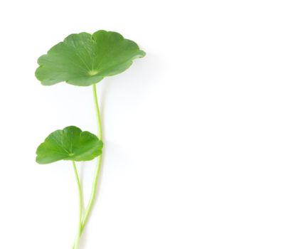 Closeup leaf of Gotu kola, Asiatic pennywort, Indian pennywort on white background, herb and medical concept