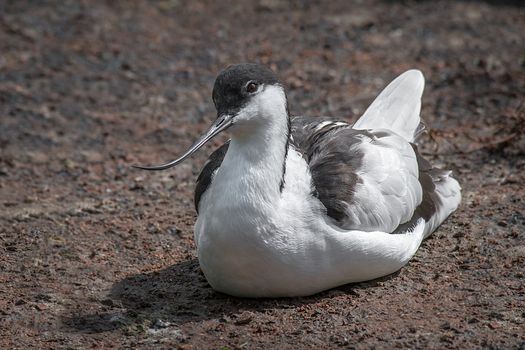 A close up study of an avocet sitting on the ground looking left and showing the curved beak