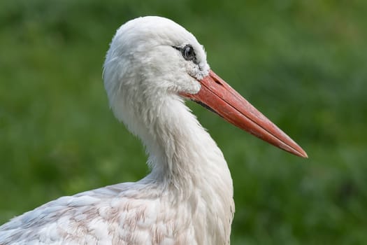 A close up portrait of the head of a white stork facing right with a long beak