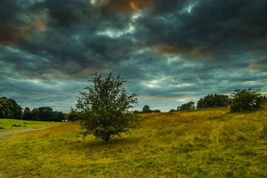 Alone Old oak tree on dandelion meadow with Blue cloudy Sky at spring in the Eifel germany