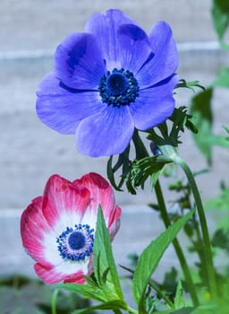 Flowers blue red standing together as friends