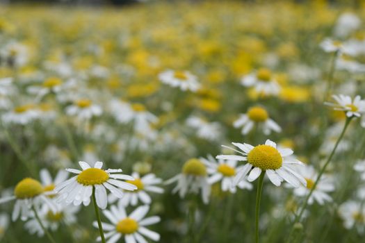 Beautiful White Flowers Blooming in a Park