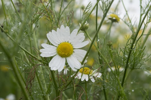 Beautiful White Flowers Blooming in a Park