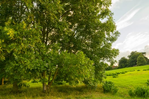 Big Lovery Green tree on blue sky