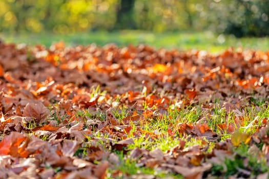 leaves in the park on a sunny day