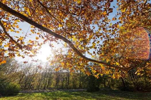 leaves in the park on a sunny day