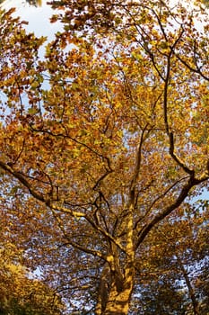 trees with fallen leaves in the park on a sunny day