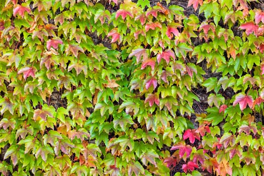 orange and green leaves on a old stone wall