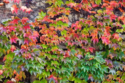 orange and green leaves on a old stone wall