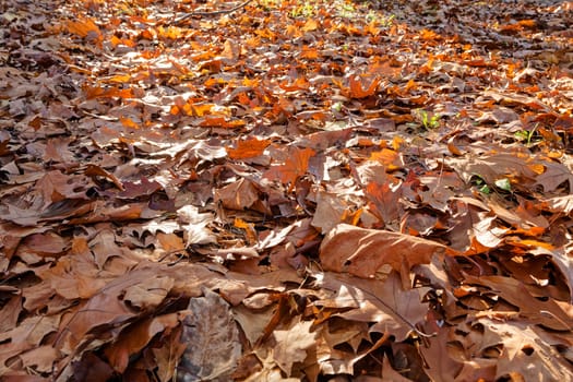 Orange fallen leaves in the park at autumn