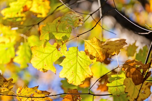 leaves in the park on a sunny day