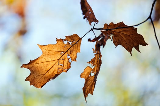 leaves in the park on a sunny day