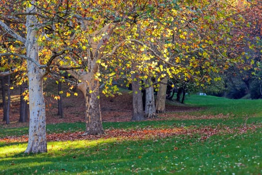 trees with fallen leaves in the park