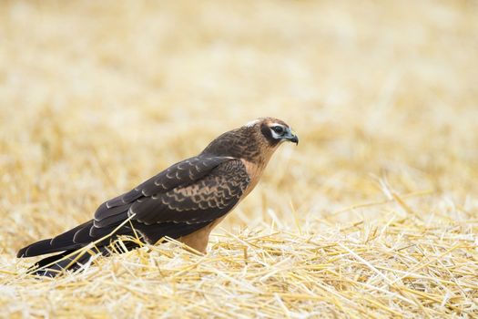 Circus pygargus on the wheat field, beautiful bird, photo-hunting