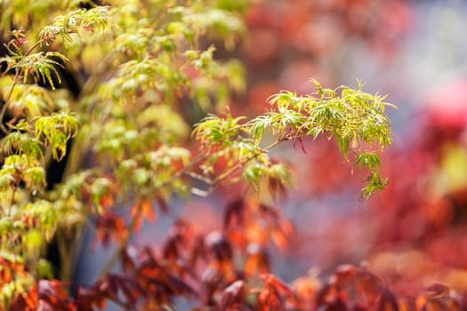 trees in park