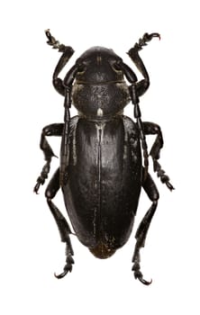 Longhorned Beetle Dorcadion on white Background  -  Dorcadion (Cribridorcadion) arenarium (Scopoli, 1763)