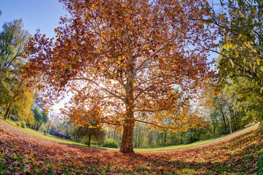 Tree in the park with fallen leaves at autumn