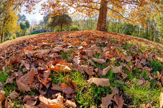 Tree in the park with fallen leaves at autumn