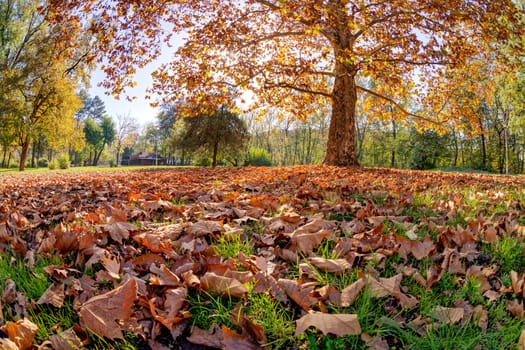 Tree in the park with fallen leaves at autumn