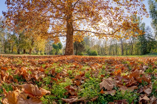 tree in the park with fallen leaves at autumn