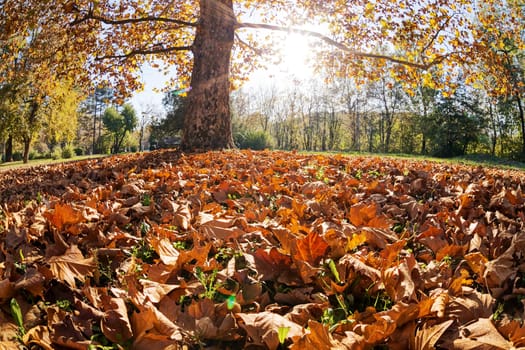 trees with fallen leaves in the park on a sunny day