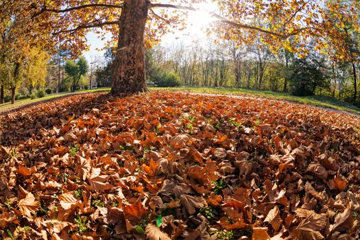 trees with fallen leaves in the park on a sunny day