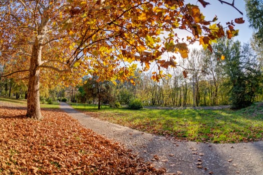 Tree in the park with fallen leaves at autumn