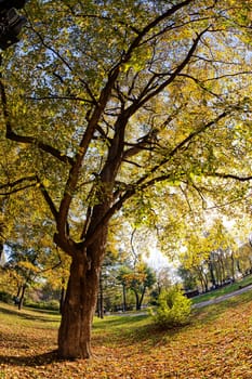 trees with fallen leaves in the park on a sunny day