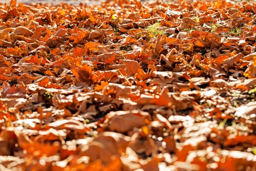 leaves in the park on a sunny day