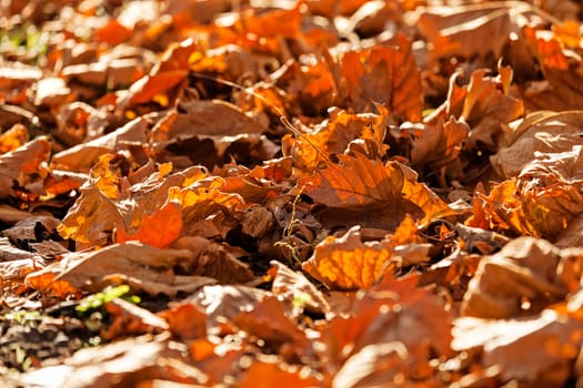 leaves in the park on a sunny day