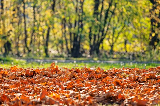 leaves in the park on a sunny day