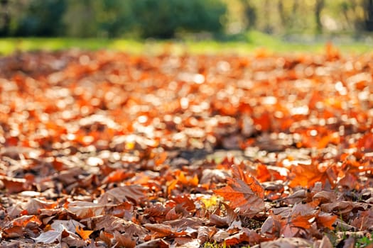 leaves in the park on a sunny day